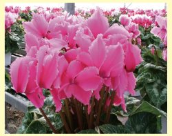 画像1: シクラメン（6寸鉢）（送料込）