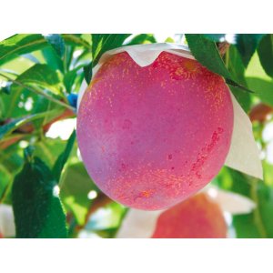 画像: 貴陽（7玉〜9玉）（送料・税込）