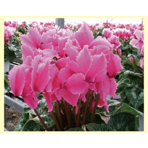 画像: シクラメン(6寸鉢)(送料込)