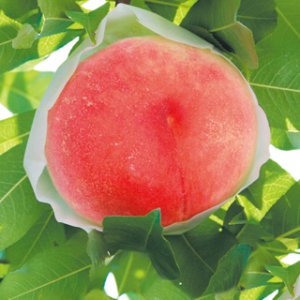 画像: もも（光センサー10玉）（送料・税込）
