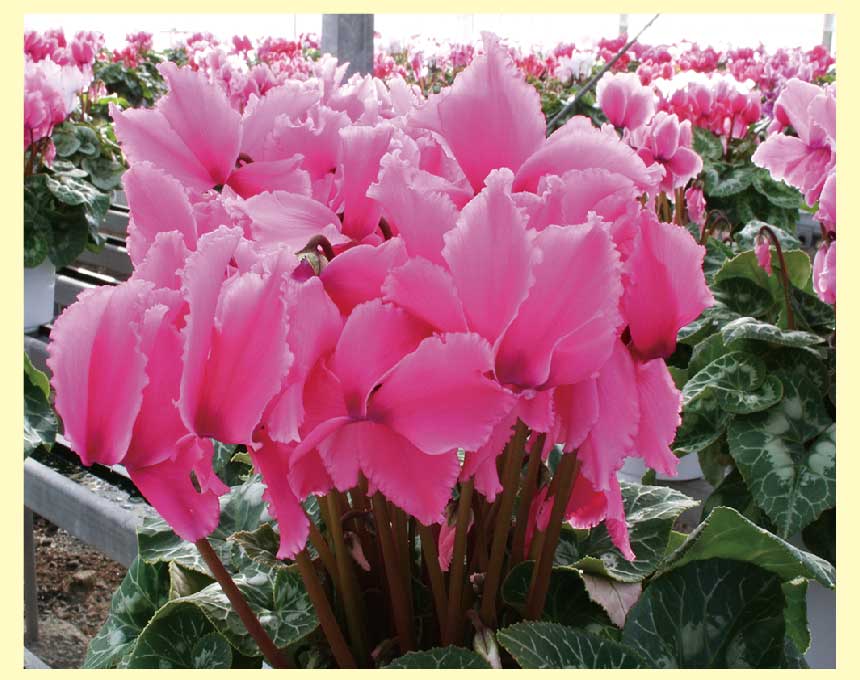 画像1: シクラメン（6寸鉢）（送料込）